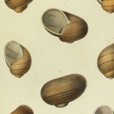 image for Histoire physique, naturelle et politique de Madagascar, published by Grandidier: Mollusques. Plate 1, <em>Helix Goudotiana</em>.