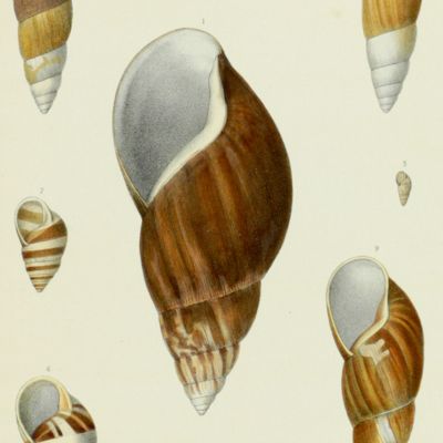 Histoire physique, naturelle et politique de Madagascar, published by Grandidier: Mollusques. Plate 21, <em>Achatina fulica</em>, var.