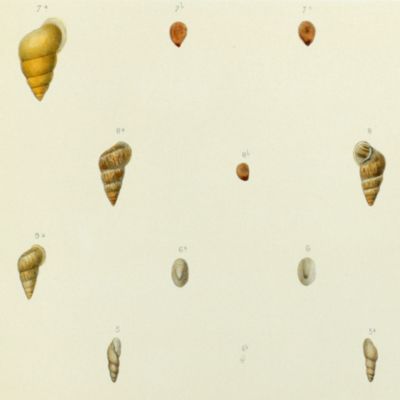 Histoire physique, naturelle et politique de Madagascar, published by Grandidier: Mollusques. Plate 24, <em>Opeas gracilis</em>.