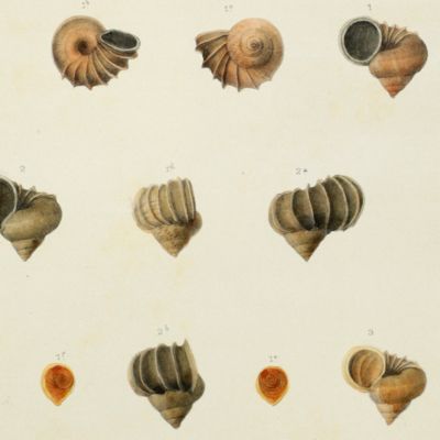 image for Histoire physique, naturelle et politique de Madagascar, published by Grandidier: Mollusques. Plate 24a, <em>Acroptychia metableta</em>.