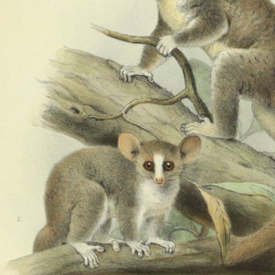 Novitates Zoologicae. A Journal of Zoology. Volume I, Plate I, <em>Opolemur thomasi</em> Major [AND] <em>Microcebus minor</em>(Gray).