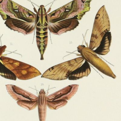 image for Novitates Zoologicae. A Journal of Zoology. Volume I, Plate VI, [Walter Rothschild's Sphingidae].