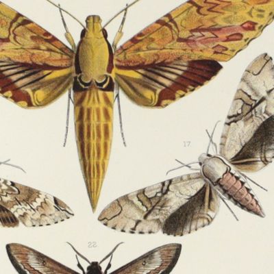 Novitates Zoologicae. A Journal of Zoology. Volume I, Plate VII, [Walter Rothschild's Sphingidae].