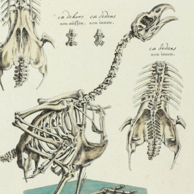 image for Vorstellungen allerley Thiere mit ihren Gerippe. Plate XVII, Ein Sceletirter Kuer-Hahn [AND] von aüssen [AND] von innen.