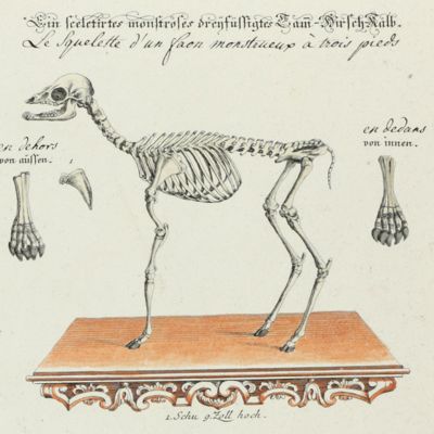 Vorstellungen allerley Thiere mit ihren Gerippe. Plate XLI,  Ein sceletrirtes monstroses dreijfüssigtes Dam-Hirsch-Kalb [AND] Das Scelet von einem dreijfüssigten Schweinlein.