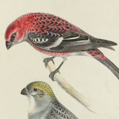 Bird plates. Pine bullfinch (young male & adult female), <em>Pyrrhula enucleator</em> Temm.