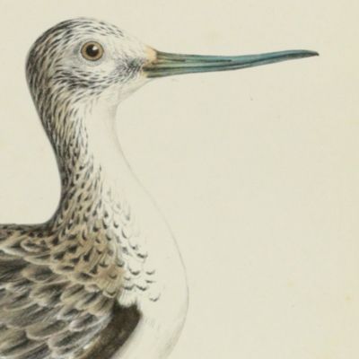 Bird plates. Greenshank, <em>Totanus glottis</em> Bechst.