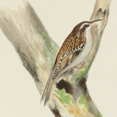 image for Bird plates. Creeper <em>, Certhia familiaris</em> Linn.