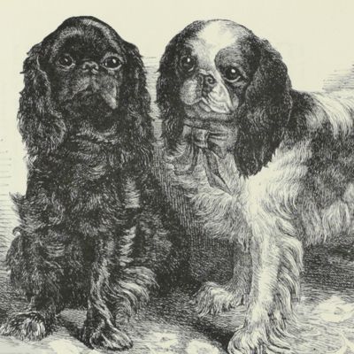 Raspunten-boek van de Nederlandsche Vereeniging van Liefhebbers en Fokkers van Rashonden "Cynophilia" [OR] Raspuntenboek van de meest bekende hondenrassen.