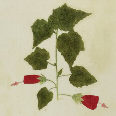 image for Botanica on originali seu herbarium. Plate 3 (written in pencil). <em>Hibiscus</em>.