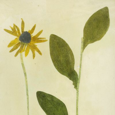 Botanica on originali seu herbarium. Plate 16 (written in pencil). <em>Rudbeckia.</em>