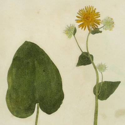 Botanica on originali seu herbarium. Plate 37 (written in pencil). <em>Doronicum.</em>