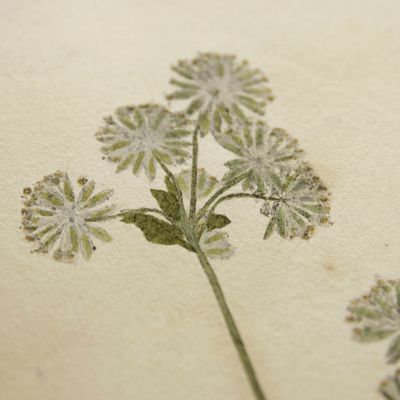 Botanica on originali seu herbarium. Plate 74 (written in pencil). <em>Astrantia.</em>