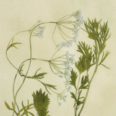Botanica on originali seu herbarium. Plate 86 (written in pencil). <em>Pimpinella.</em>