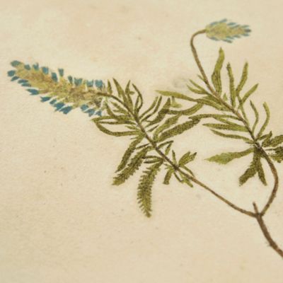 image for Botanica on originali seu herbarium. Plate 100 (written in pencil). <em>Lavandula.</em>