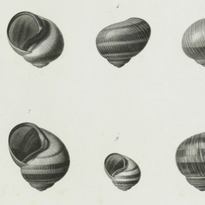 Large plate of Helicidae (s.l.). Plate 20. <em>Limaçons genre hélice</em> (S.G. escargot).