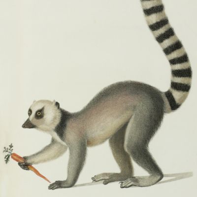 Histoire naturelle des singes, peints d'après nature. [AND] Histoire naturelle [des singes et] des makis. [Complete].