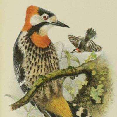 image for Catalogue of the birds in the collection of the British Museum. Volume XVIII [18]. Catalogue of the Picariae in the Collection of the British Museum. Scansores, containing the family Picidae.