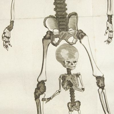 Opera omnia anatomica; continentia spicilegium anatomicum, osteogeniam foetuum: nec non anthropogeniae ichnographiam. Accuratissimus figuris aeri incisis illustrata. Editio tertia.