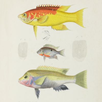 image for Mission scientifique au Mexique et dans l'Amérique Centrale. Recherches zoologiques pour servir à l'histoire de la faune d'Amérique Centrale et du Mexique. Poissons.