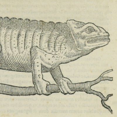 image for De Aquatilibus. Libro duo, cum eiconibus ad vivam ipsorum effigiem, quoad eius fieri potuit, expressis.