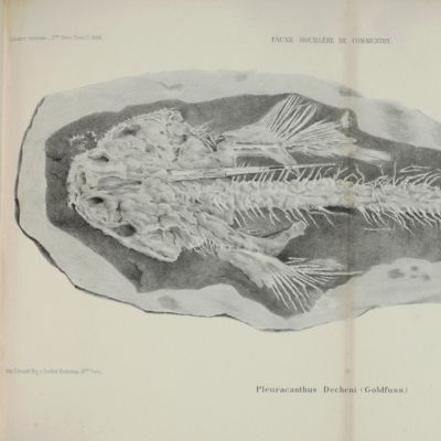 Études sur le terrain houiller de Commentry. Livre troisième. Faunes ichthyologique et entomologique.