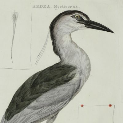 Nederlandsche vogelen; volgens hunne huishouding, aert, en eigenschappen beschreeven. <em>Ardea Nycticorax</em>.