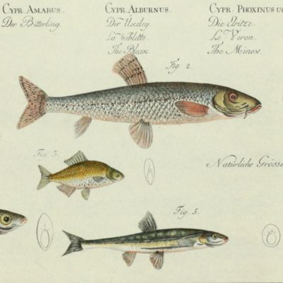 image for Allgemeine Naturgeschichte der Fische - Naturgeschichte der ausländischen Fische. Plate VIII, <em> Cyprinus bipunctatus</em>/Die Aland-Blecke [AND] <em>Cyprinus gobio</em>/Der Gründling/Le Goujon/The Gudgeon [AND] <em>Cyprinus amarus</em>/Der Bitterling [AND] <em>Cyprinus alburnus</em>/Der Üxeley/La Weblette/The Bleak [AND] <em>Cyprinus phoxinus</em>/Die Elritze/Le Veron/The Minow.