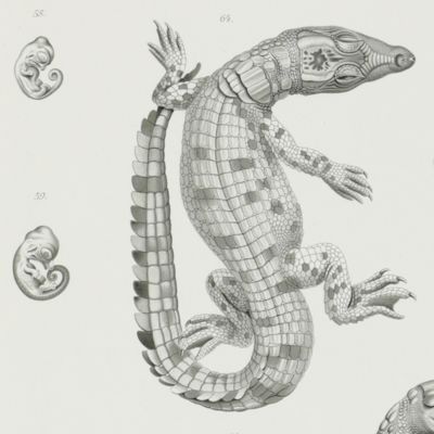 Beiträge zur Entwicklungsgeschichte der Reptilien. Biologie und Entwicklung der äusseren Körperform von <em>Crocodilus madagascariensis</em> Grand. Mit XVII Tafeln und  XVIII Textfiguren.