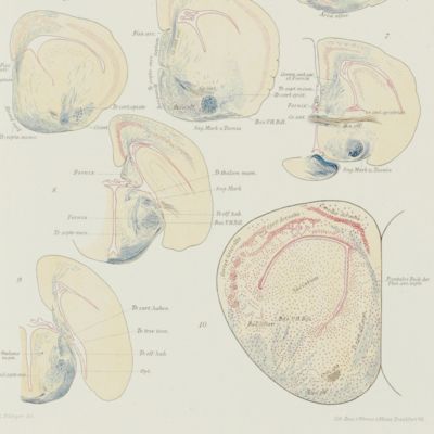 Untersuchungen über die vergleichende Anatomie des Gehirnes. 3. Neue studien über das Vorderhirn der Reptilien. Mit IV Tafeln und XIV Textfiguren.