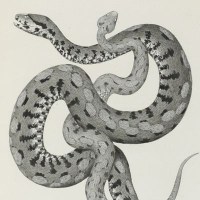 image for Synopsis der Viperiden, nebst Bemerkungen über die geographische Verbreitung dieser Giftschlangen-Familie.