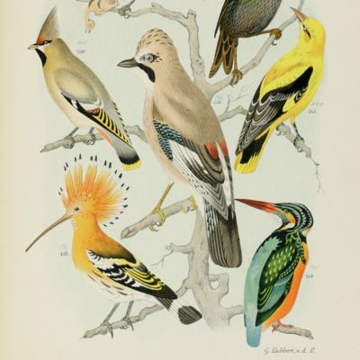 De vogelwereld. Handboek voor liefhebbers van kamer- en parkvogels. Met driehonderd afbeeldingen in chromolithographie.