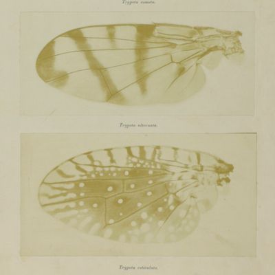 Faust. Poligrafisch illustrirte Zeitschrift für Kunst, Wissenschaft, Industrie, und geselliges Leben, begleitet von Kunst-Beilagen aus mehr als 30 Druckfächern. [All photographic plates. Original prints, mounted, as issued].