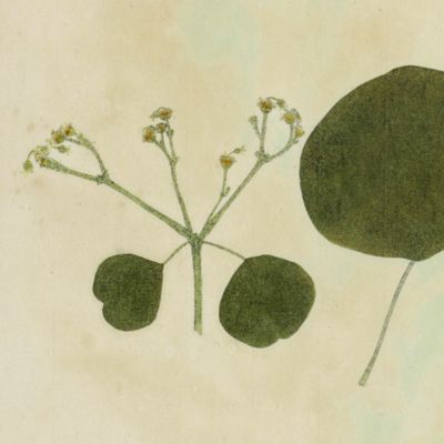 image for Botanica on originali seu herbarium. Plate 29 (written in pencil). <em>Euphorbia.</em>