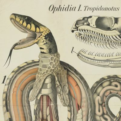 Ophidia. <em> Tropidonotus natrix</em>. [Grass snake]. Tab. 18.