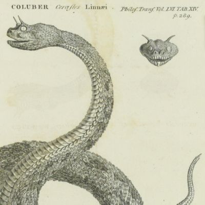 A letter from John Ellis, Esq; F. R. S. to the President, on the <em>Coluber cerastes</em>, or horned viper of Egypt.