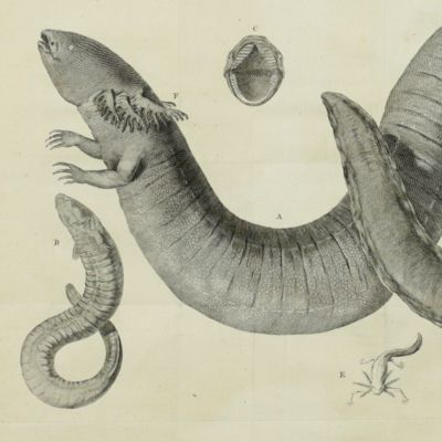 An account of an amphibious bipes. [AND] A supplement to the account of an amphibious bipes; by John Ellis, Esq; (art. XXII) being the anatomical description of said animal, by Mr. John Hunter, F.R.S.