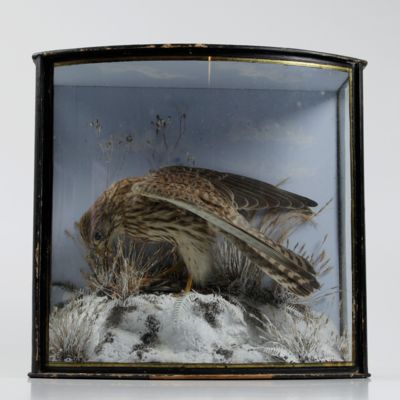 image for [Taxidermy] Kestrel and prey in winter.