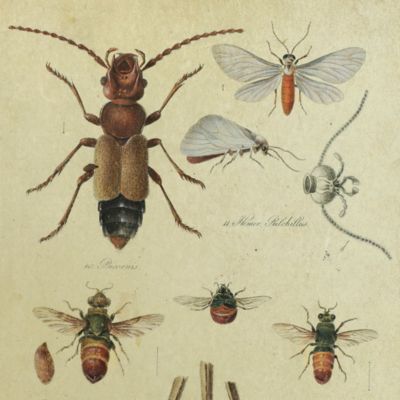 image for Four proof plates for <em>Monographiae Insectorum XVIII. In valle Plauensi delectorum. Verzeichnis der merkwürdigsten Insecten welche in Plauischen Grunde gefunden werden</em>. In: W. G. Becker (1799). Der Plauische Grund bei Dresden, mit Hinsicht auf Naturgeschichte und schöne Gartenkunst.