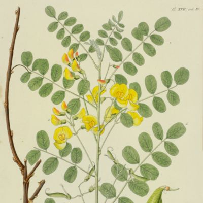 image for <em>Colutea arborescens (Bladder-senna) [from: <em>Afbeeldingen der fraaiste, meest uitheemsche boomen en heesters die tot versiering van Engelse bosschen en tuinen, op onzen grond kunnen geplant en gekweekt worden</em>].</em>