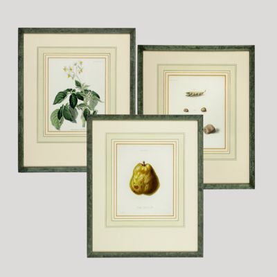 [Three fine, botanical prints from the famous <em>Transactions of the Horticultural Society</em>].