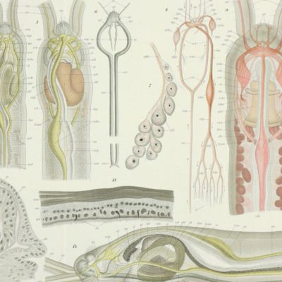 Fauna und Flora des Golfes von Naepel und der angrenzenden Meeres-Abschnitte. Herausgegeben von der zoologischen Station zu Neapel. 31 Monographie: <em>Protodrilus</em>.