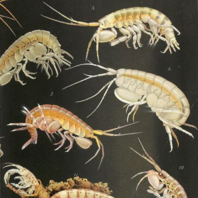 Fauna und Flora des Golfes von Neapel und der angrenzenden Meeres-Abschnitte. Herausgegeben von der zoologischen Station zu Neapel XX. Gammarini del Golfo di Napoli.