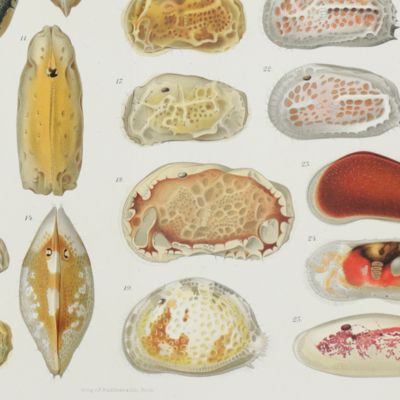 image for Fauna und Flora des Golfes von Neapel und der angrenzenden Meeres-Abschnitte herausgegeben von der zoologischen Station zu Neapel. 21. Monographie: Ostracoden.