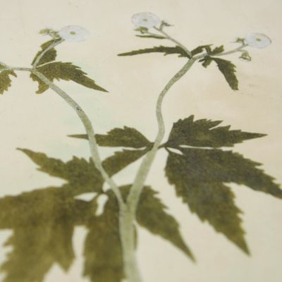 Botanica in originali seu herbarium. Plate not numbered. <em>Ranunculus.</em>