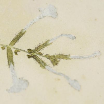 image for Botanica in originali seu herbarium. Plate 87 (written in pencil). <em>Plumbago.</em>