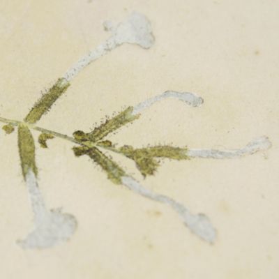 Botanica in originali seu herbarium. Plate 87 (written in pencil). <em>Plumbago.</em>