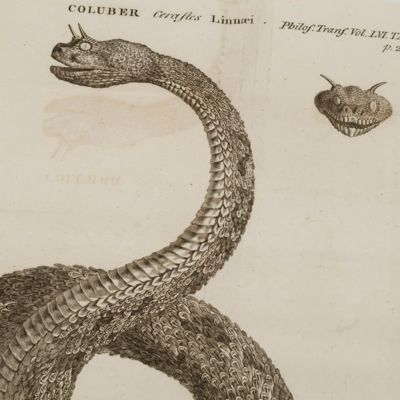 A letter from John Ellis, Esq; F. R. S. to the President, on the <em>Coluber cerastes</em>, or horned viper of Egypt.