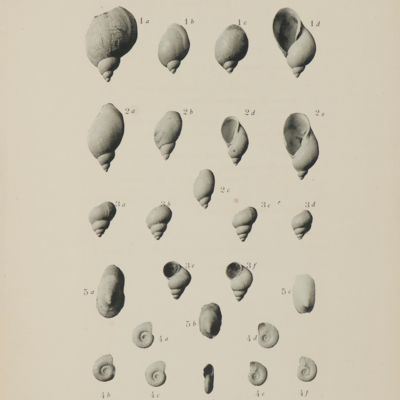 Matériaux pour la Carte géologique de l'Algerie. !re Série. Paléontologie No. 4. Fossiles tertiaires de la Région de Guelma.