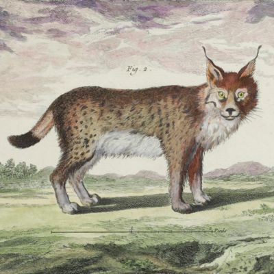 Histoire naturelle Planche X. Le couguar, le linx. [Contemporary hand-coloured plate].